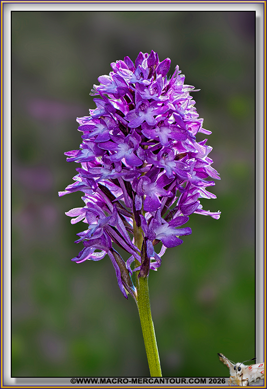 Orchis pyramidal